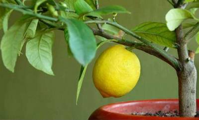 Выращиваем лимон из косточки дома. Через 2-3 года дома будет небольшое дерево - lublusebya.ru