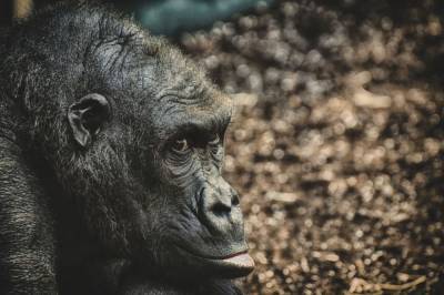 Первый в мире случай заражения COVID-19 среди горилл произошел в американском зоопарке - mur.tv - Сша - Сан-Диего