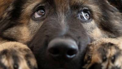 В квартире петербургской пенсионерки при пожаре погибли 27 собак - mur.tv - Екатеринбург