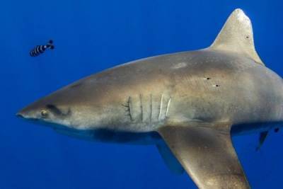 В Тихом океане нашли акулу, атакованную неизвестным видом гигантского кальмара - mur.tv - штат Флорида