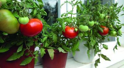Все о выращивании томатов на подоконнике: от посева до сбора урожая - sadogorod.club