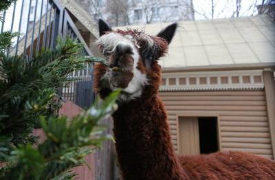 Московский зоопарк запустил акцию по сбору елок и сосен для животных - mur.tv