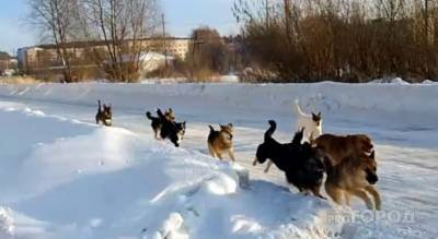 Стая из 10 собак бродит по Шумерле: “Страшно за себя и детей” - mur.tv - Чебоксары