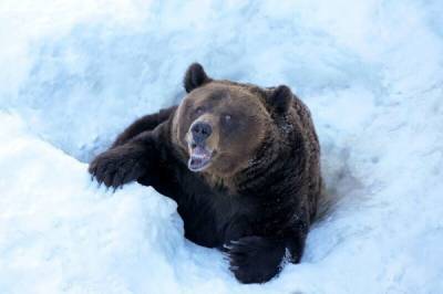 6 интересных фактов из жизни медведя «шатуна» - porosenka.net