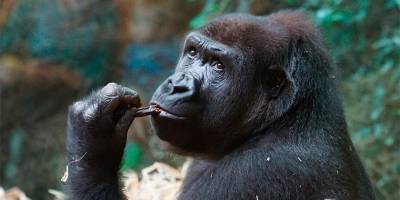 Две гориллы из зоопарка Сан-Диего заразились коронавирусом - mur.tv - Сан-Диего