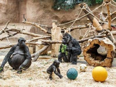 В зоопарке Сан-Диего у горилл подтвердили коронавирус - mur.tv - Киев - Сан-Диего - county San Diego