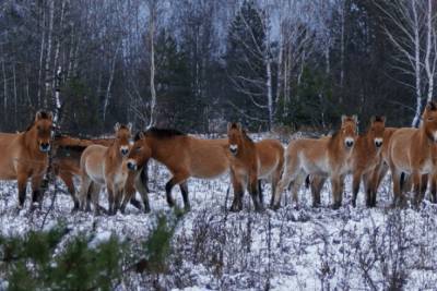В Чернобыле заметили табун исчезающих лошадей Пржевальского: удивительные снимки - mur.tv - Херсонская обл.