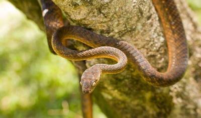 Змея на выдумки хитра: ученые открыли новый вид передвижения у пресмыкающихся - mur.tv - Австралия - Гвинея