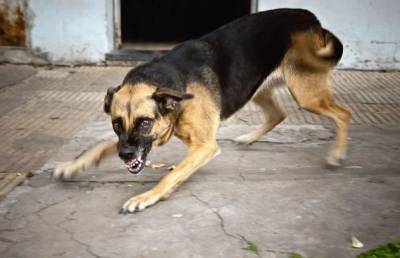 В Смоленске произошло очередное нападение стаи собак соцсети - mur.tv - Смоленск
