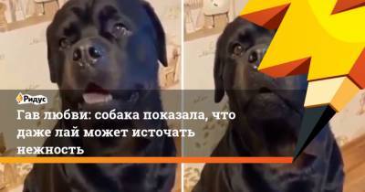 Гав любви: собака показала, что даже лай может источать нежность - mur.tv