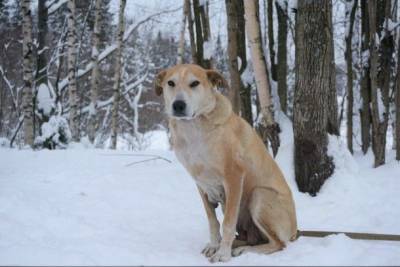 Сыктывкарцы на время морозов разобрали три десятка собак из приюта - mur.tv
