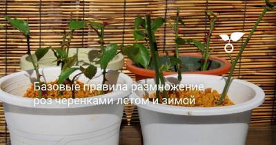 Базовые правила размножение роз черенками летом и зимой - sadogorod.club