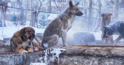 Генпрокуратуру попросят проверить случаи расправ над собаками в России - mur.tv - Россия - республика Саха - республика Бурятия