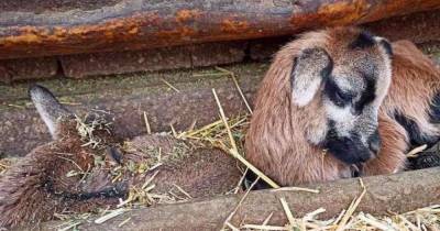 Первые детеныши 2021-го года: в Одесском зоопарке родились камерунские овцы - mur.tv - Одесса - Запорожье