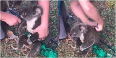 Жительница Австралии спасла коалу, которая запуталась в сетке - mur.tv - Австралия