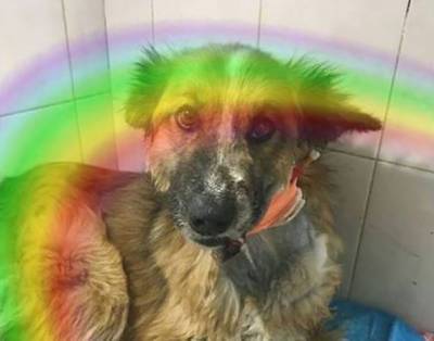 Ушла по радуге: в Кузбассе собака с оторванной челюстью не дождалась операции - mur.tv - Новосибирск