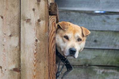 Сыктывкарцы разобрали собак из приюта “Друг” по домам - mur.tv - Сыктывкар