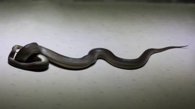 Древесные змеи научились сворачиваться в лассо, чтобы добраться до птиц - mur.tv - штат Колорадо - Гуам