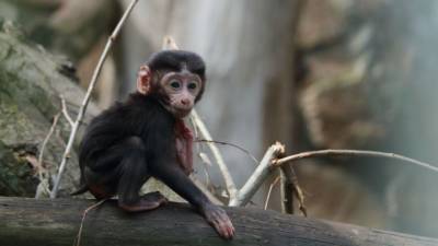 Ленинградский зоопарк готов лечить приматов с коронавирусом - mur.tv - Сан-Диего