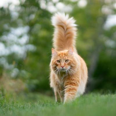 Кошка ловит собственный хвост: забава или проблема - mur.tv - Сша