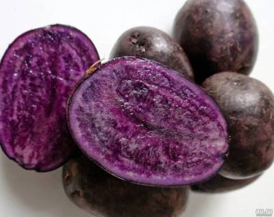 Фиолетовая картошка: как вырастить ее на своем участке - sadogorod.club