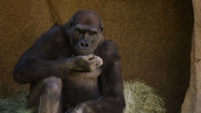 У горилл в зоопарке Сан-Диего положительный тест на COVID-19. - mur.tv - Сан-Диего
