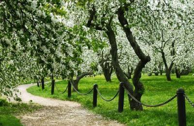 Когда цветут яблони в Коломенском парке в 2021 году - sadogorod.club - Россия