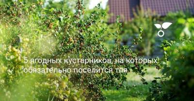 5 ягодных кустарников, на которых обязательно поселится тля - sadogorod.club