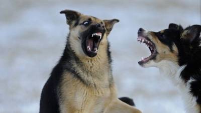 Стаи бродячих собак нападают на жителей Улан-Удэ - mur.tv - Улан-Удэ