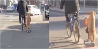 Житель Китая выгуливает своего пса на самокате - mur.tv - Китай