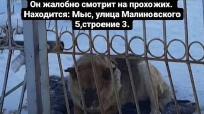Тюменцы просят спасти собаку, охраняющую заброшенную стройку - mur.tv