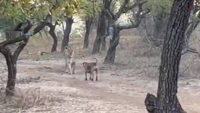 Бродячая собака против львицы: потасовка животных в национальном парке попала на видео - mur.tv - Индия