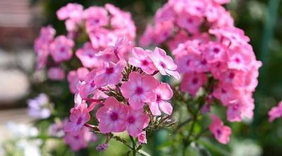 Именной сад: сорта цветочных и садовых культур с именем Ольга - sadogorod.club