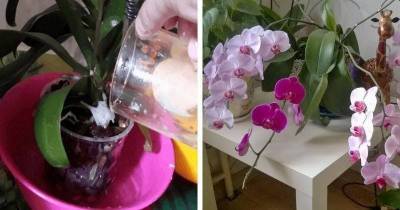Доступная подкормка, гарантирующая Орхидее великолепное цветение - lifehelper.one