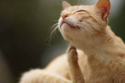 Почему моя кошка яростно чешет уши? - mur.tv