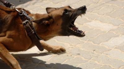 Агрессивная собака напала на 11-летнего ребенка в Крыму - mur.tv - республика Крым