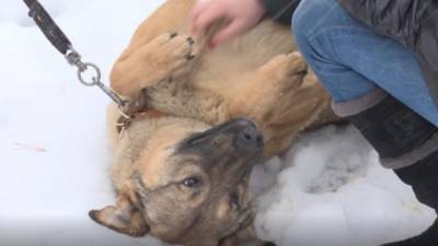 Петербуржец получил полгода исправительных работ за избиение собаки молотком - mur.tv - Санкт-Петербург - район Центральный, Санкт-Петербург