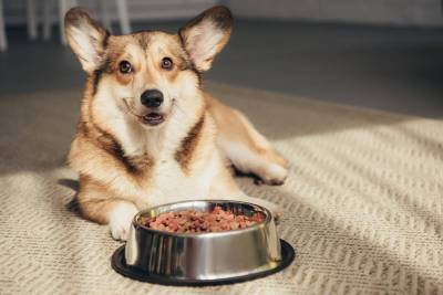 Royal Canin - Чем и как кормить собаку для улучшения иммунитета и профилактики заболеваний? - lifehelper.one