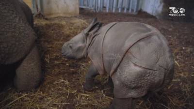 Детеныш редкого вида носорога впервые родился в самом старом зоопарке Польши. - mur.tv - Польша