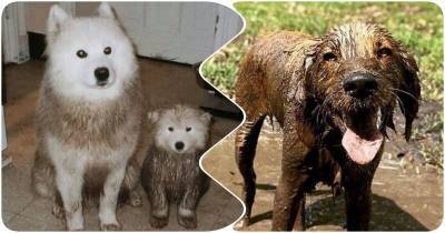 Фото до и после: собаки-грязнули, вернувшиеся с прогулки - mur.tv