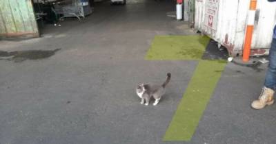 Александр Винник - Три недели ела только конфеты: одесская кошка случайно попала в грузовой контейнер и оказалась в Израиле (2 фото) - mur.tv - Израиль - Одесса