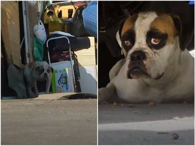 Перепуганная собака дрожала при виде людей, прячась под фургоном - mur.tv