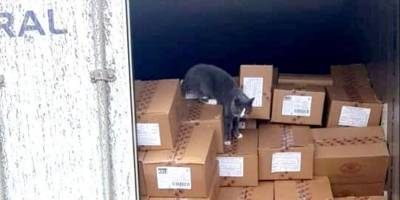 Кошка из Одессы приплыла в грузовом контейнере в Израиль, питаясь три недели конфетами - mur.tv - Израиль - Одесса