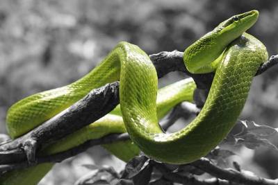Ученые рассказали неожиданный факт о жизни змей - mur.tv - Сша - штат Колорадо