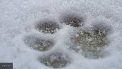 Кинологи посоветовали купить собакам обувь для прогулок зимой - mur.tv - Россия