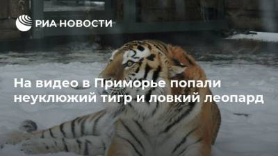 На видео в Приморье попали неуклюжий тигр и ловкий леопард - mur.tv - Москва - Приморье край