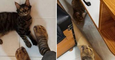 Реакция кошки на “носки-лапы” рассмешила Сеть - mur.tv