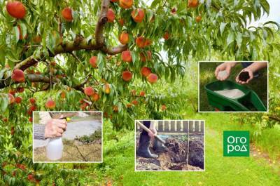 8 условий для хорошего роста персика в средней полосе - sadogorod.club