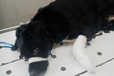 Собака, проколовшая лапу карабином, удивила врачей в Могоче - mur.tv