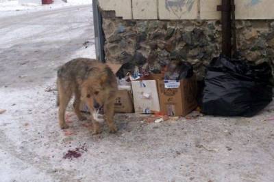 Читинка пожаловалась на ночной лай и вой собак около Центрального рынка - mur.tv - Читинская обл.